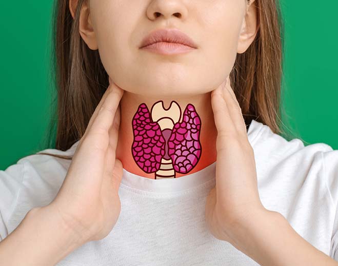 graphic showing where thyroid is located