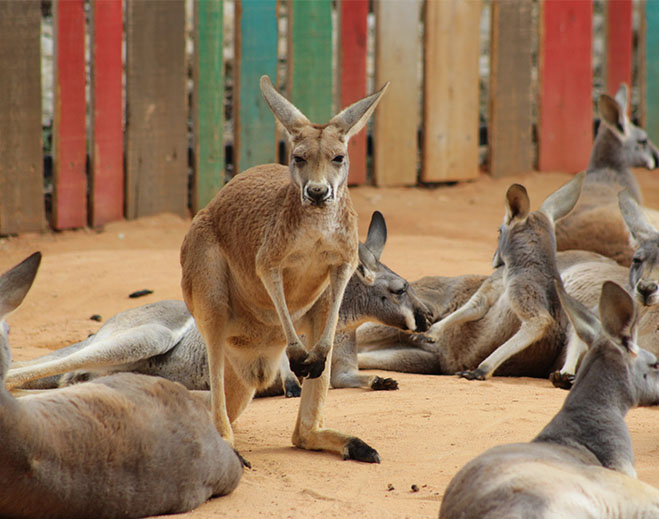 kangaroo-659x519