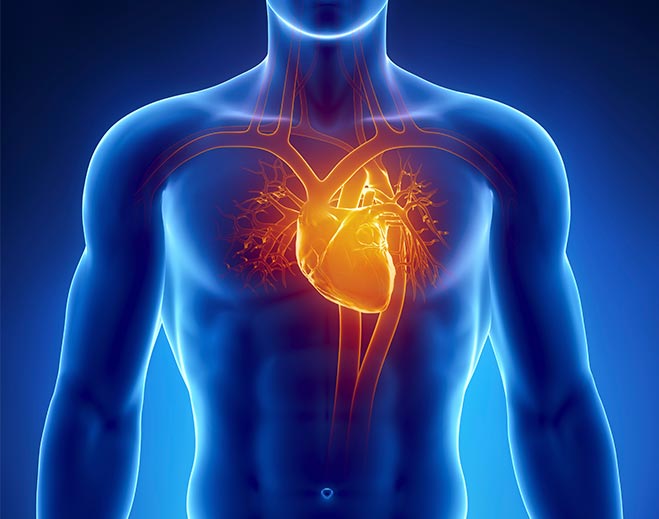 cardiology-human-body-heart-chest-pain