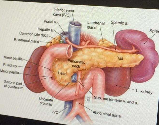 pancreas-diagram-feat